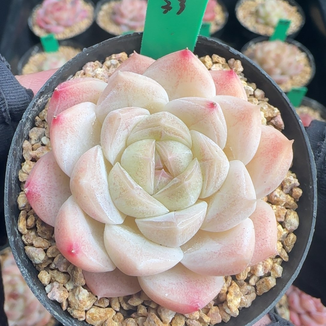 多肉 33糖心   5厘米盆