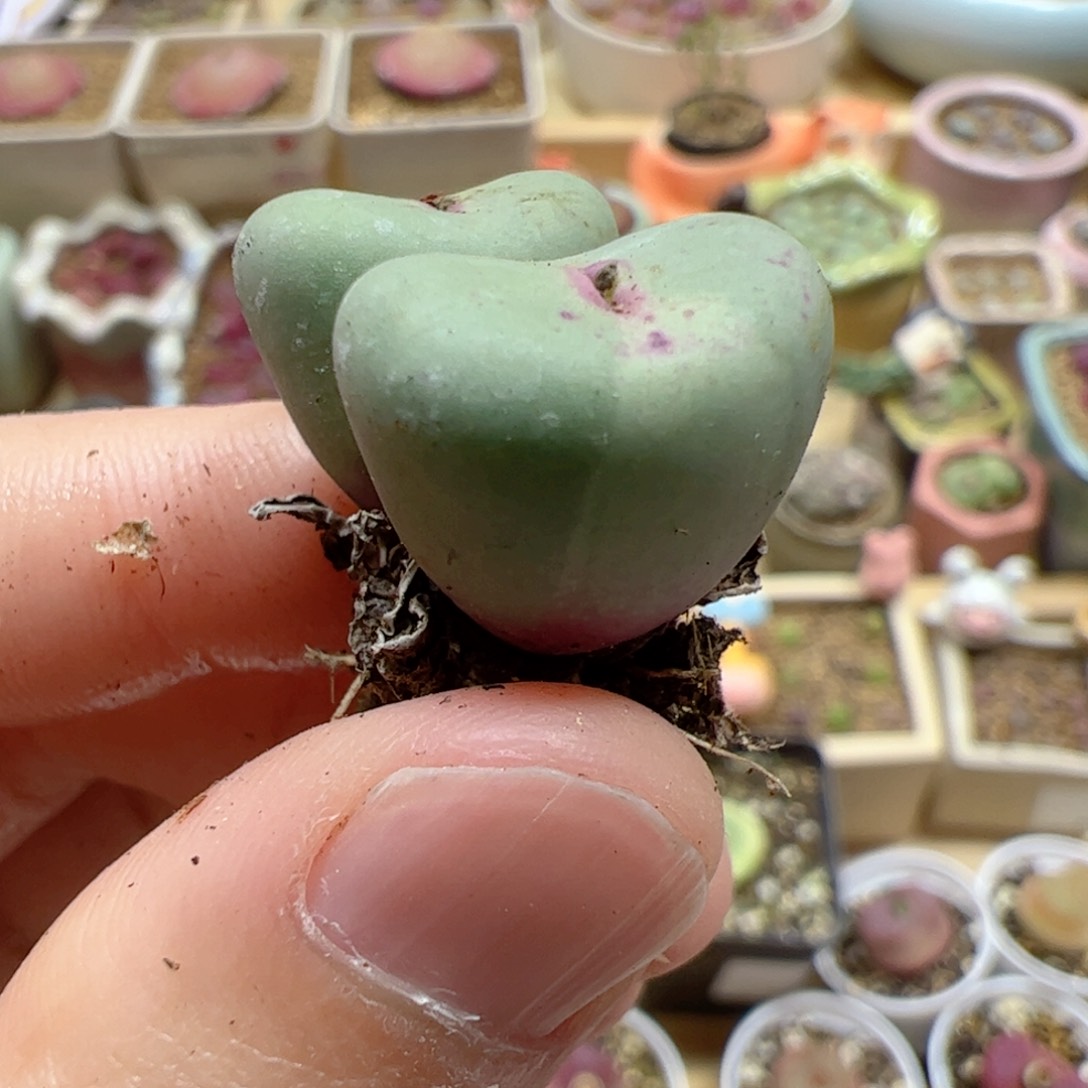 【闪购商品】67 红嘴锦