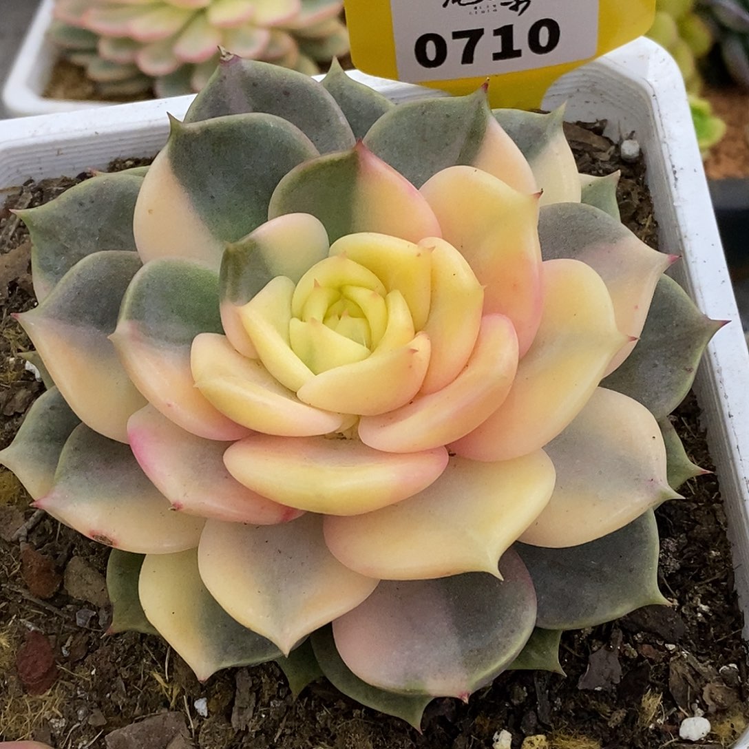 710贝加尔湖哈哈哈哈哈