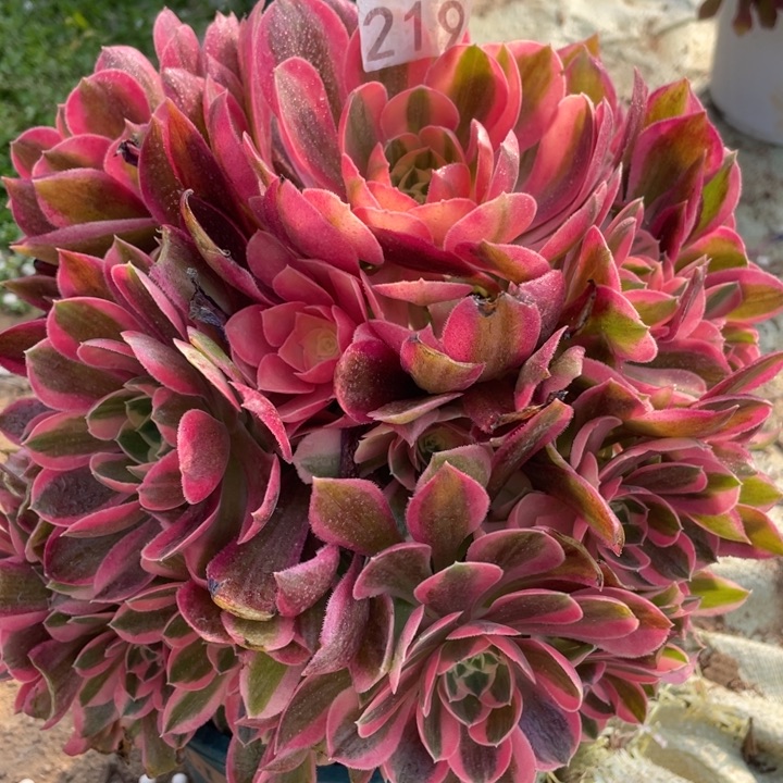 219多肉植物粉女巫