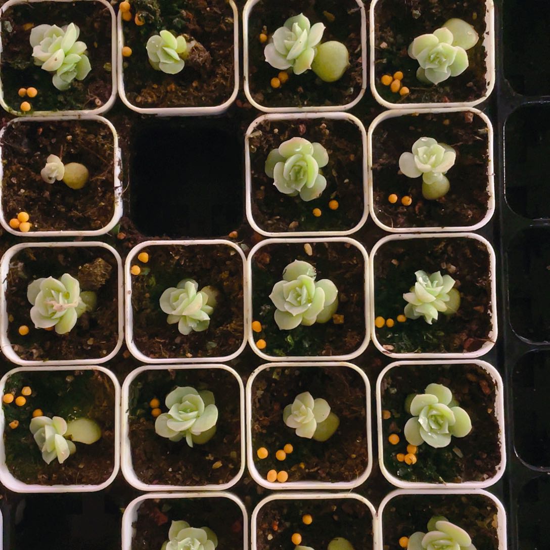 虾饺中盆一个满25包邮