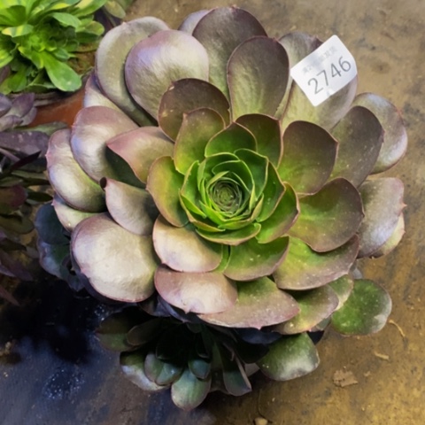 魅金玫瑰多肉2746