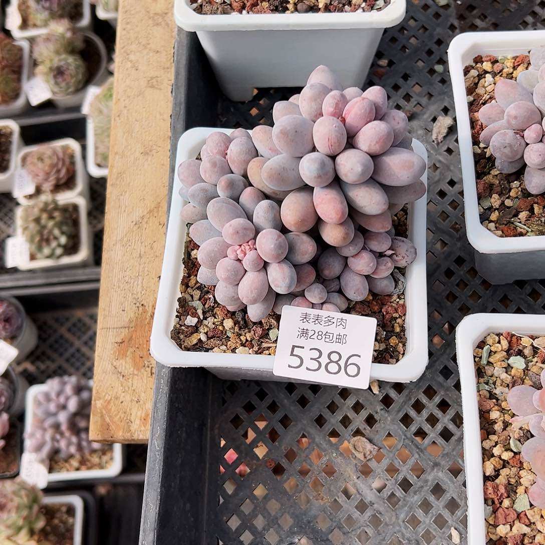 9号烟***生我们的确是一5386