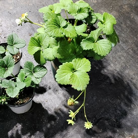 越雪妃1.5的大盆的，