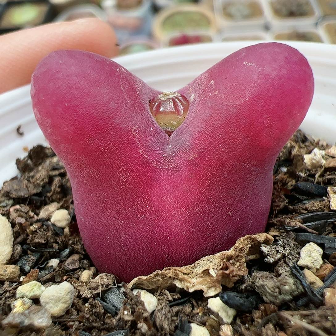 【闪购商品】361 带盆