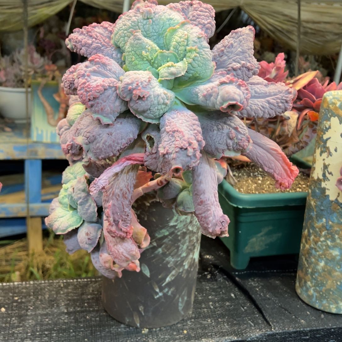 悬崖无砍老桩男爵