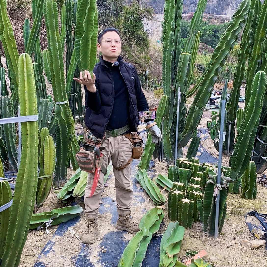 秘鲁苹果高度75厘米无根