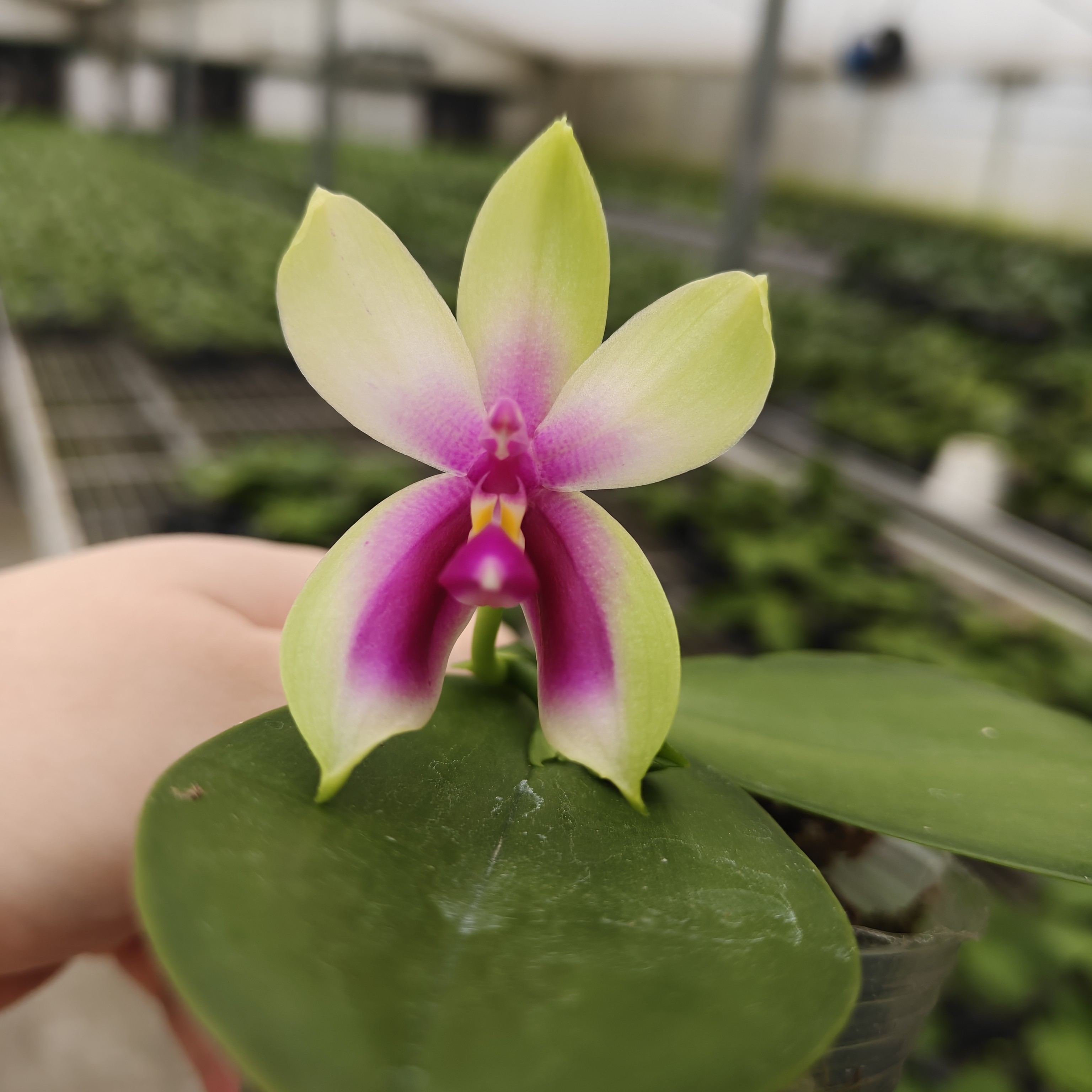 原生种蝴蝶兰花苗（夜间气温低于5℃拍保温，不拍冻坏不售后）