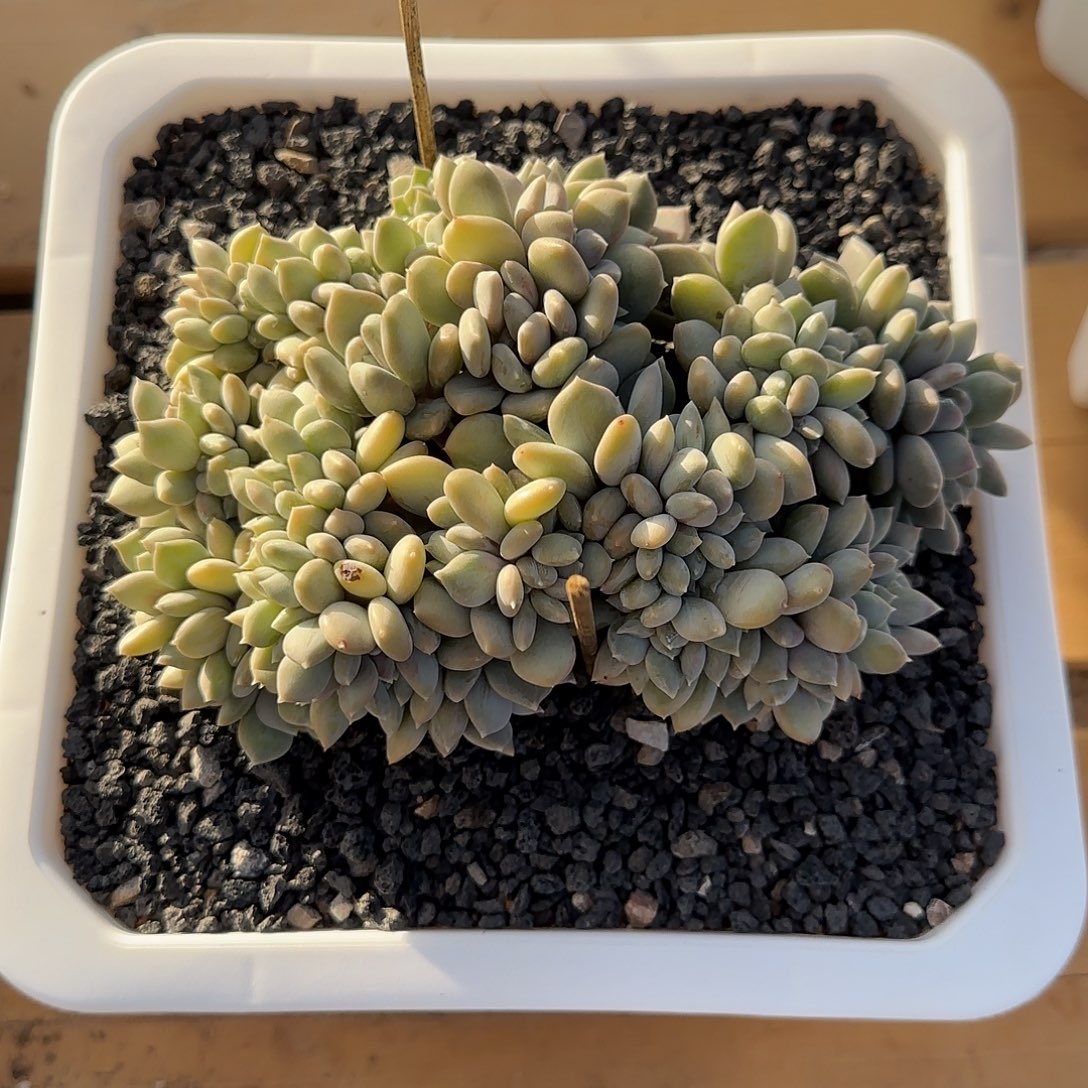 一物一拍，咖啡美人缀化