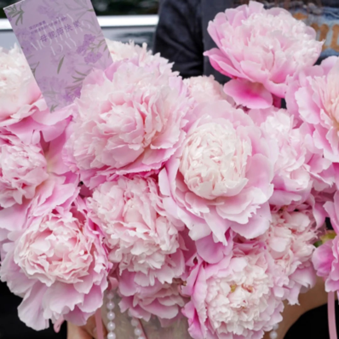 【邮政助农】520礼物种生粉花苞丑小鸭开花白天鹅山东鲜花Q