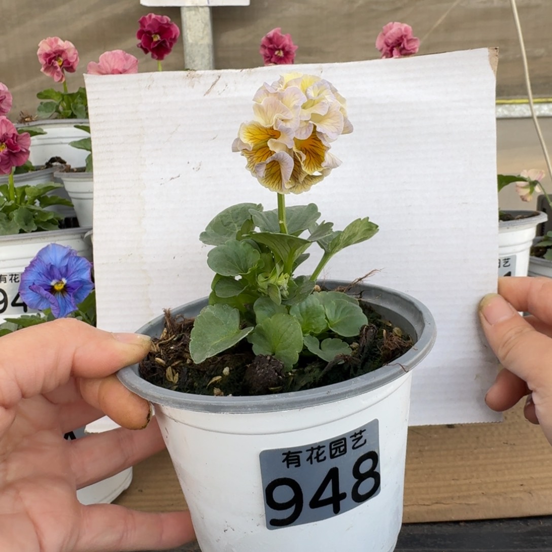 无花朵948号角堇