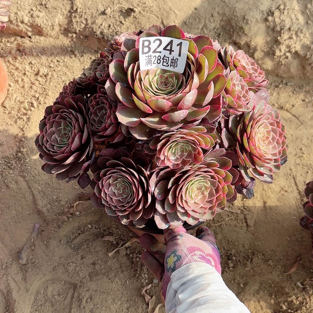 9**儿K. 241粉花妖多肉？hloo