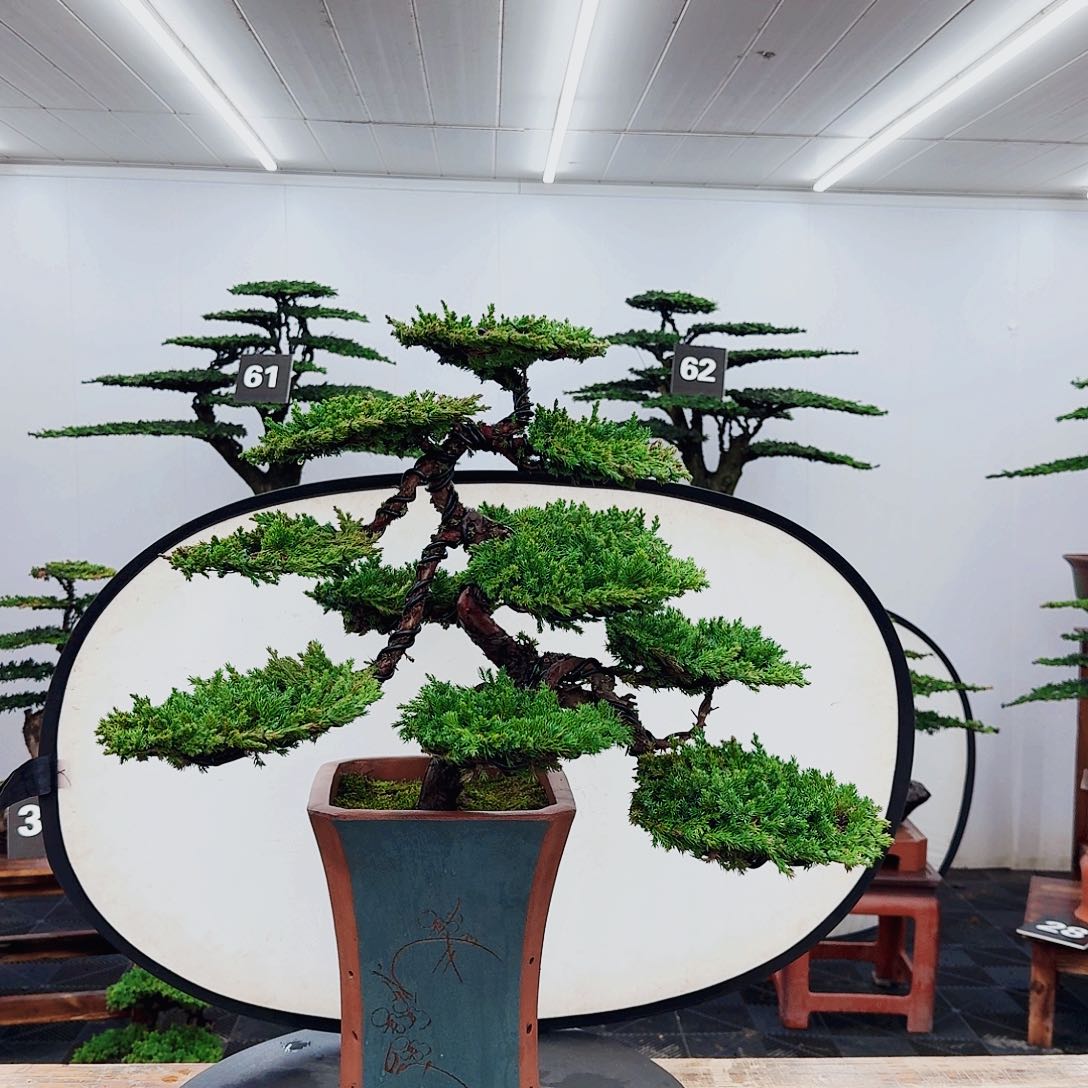 无花朵0000000000000000000