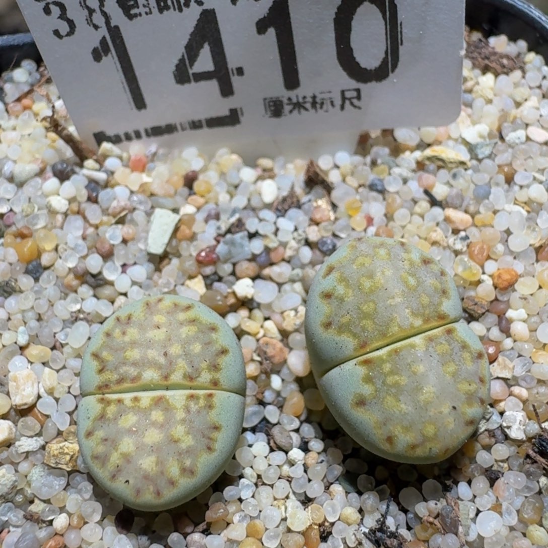 zzzz精品生石花1410抹茶