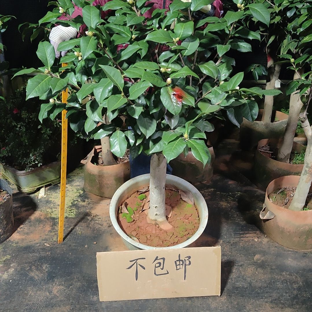 全部花苞拉力皮特不包邮