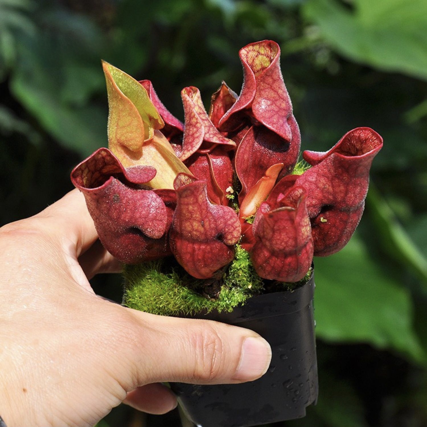 紫色瓶子草食虫植物盆栽食人花捕蝇草食虫虫室内绿植