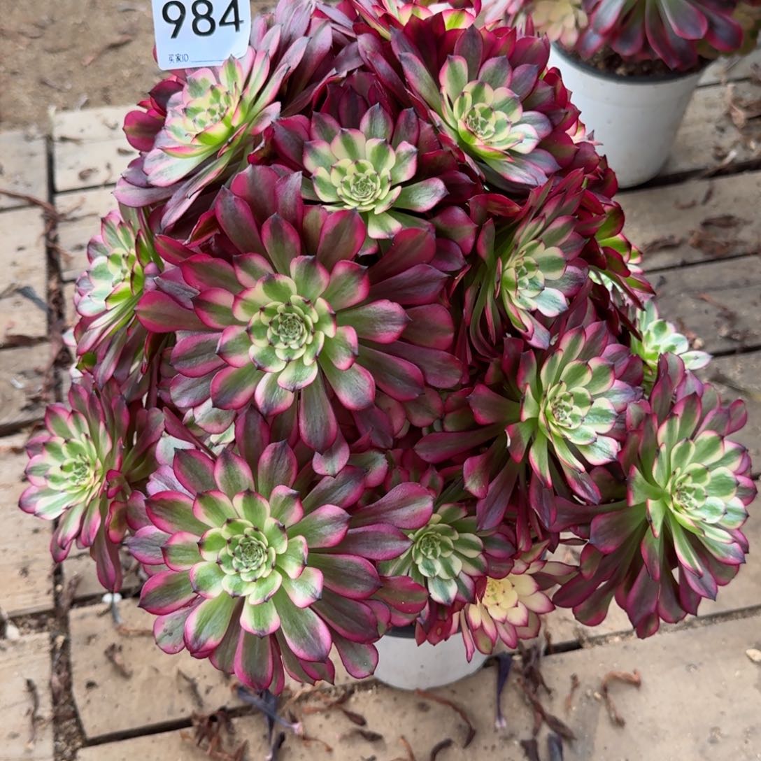 【闪购商品】984多肉