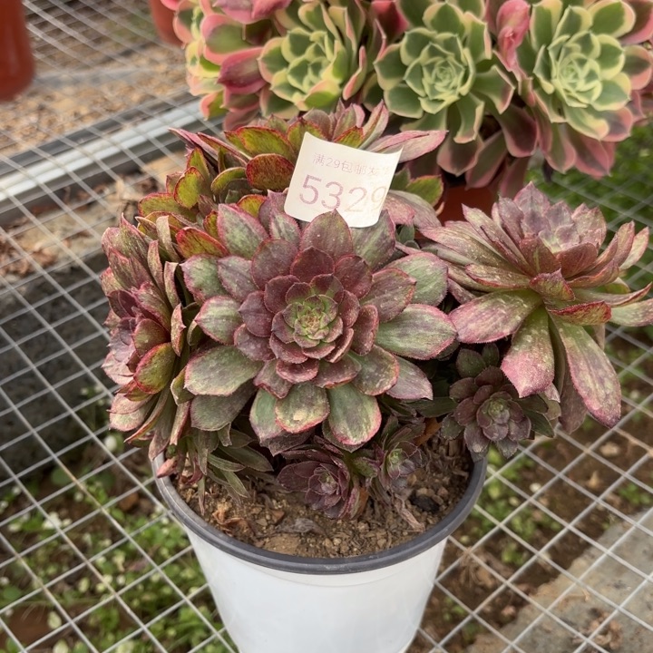 红丝绒多肉法师5329