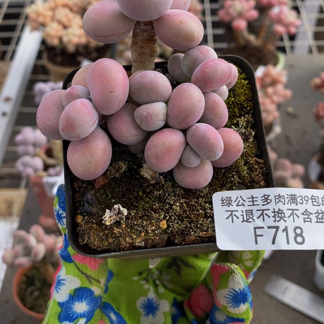 腰子桃蛋718/7c m