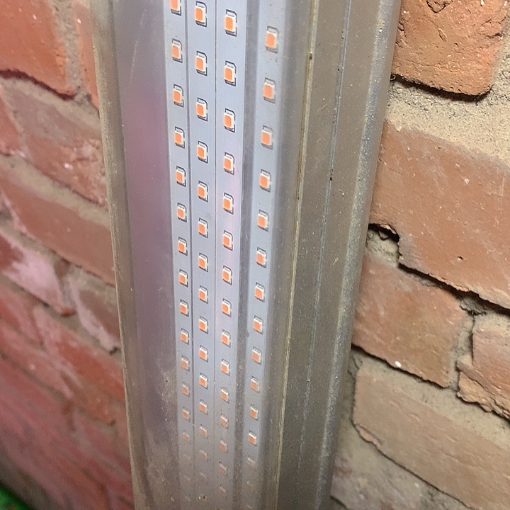 海***欧老猫猫多肉一物一拍