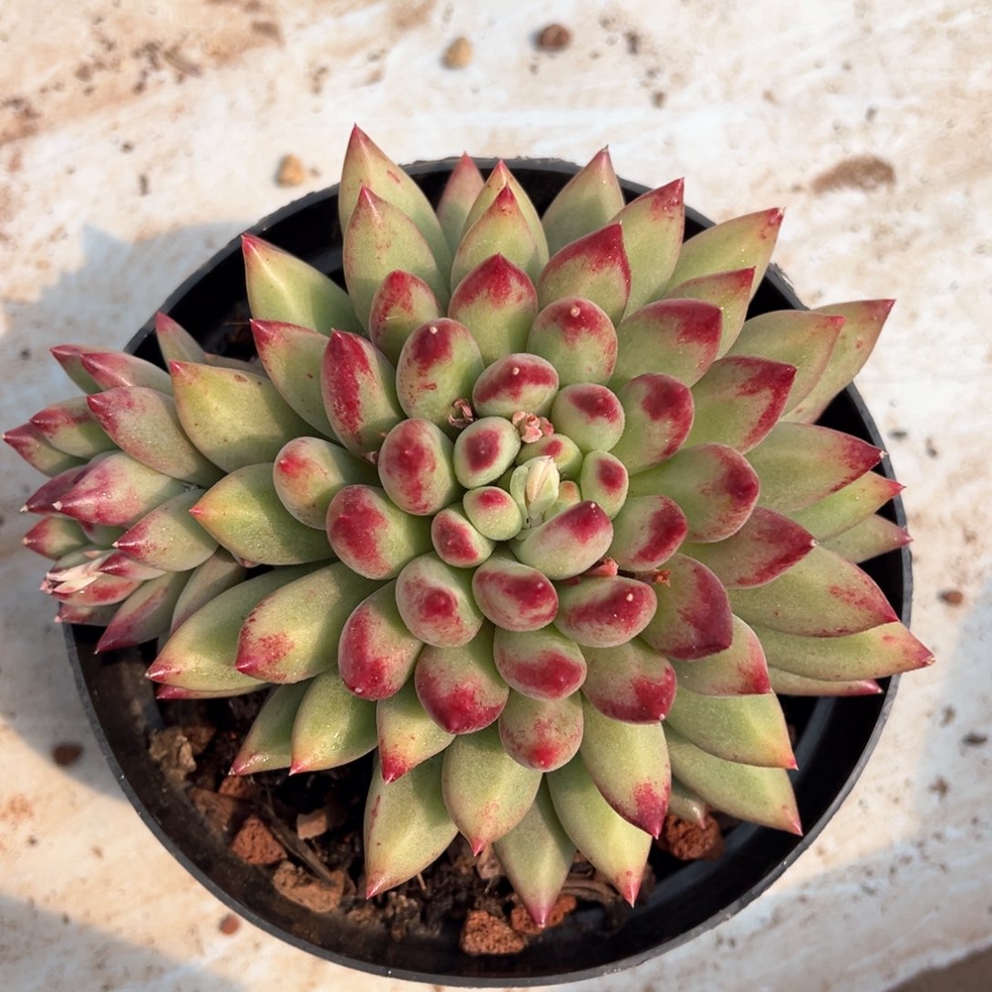 二代虞美人多肉植物