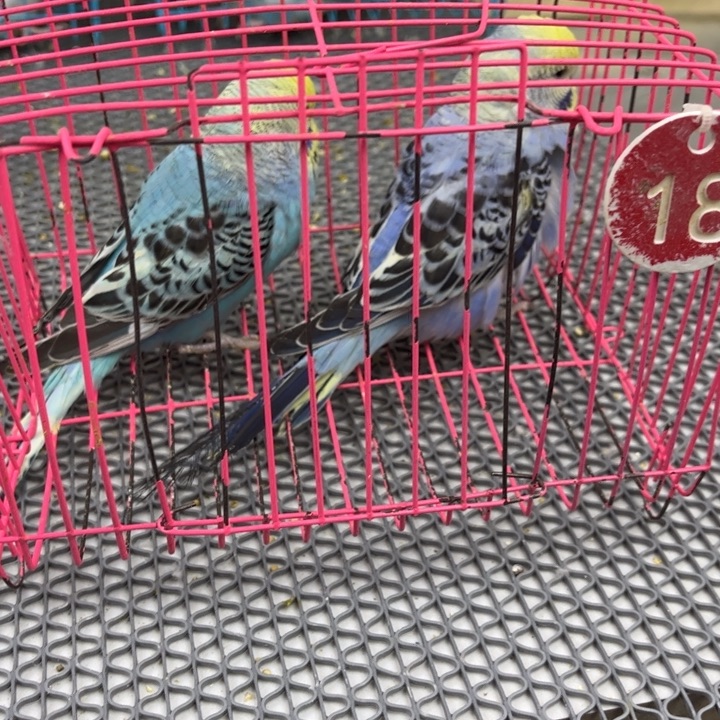 森****虎皮鹦鹉虎皮鹦鹉