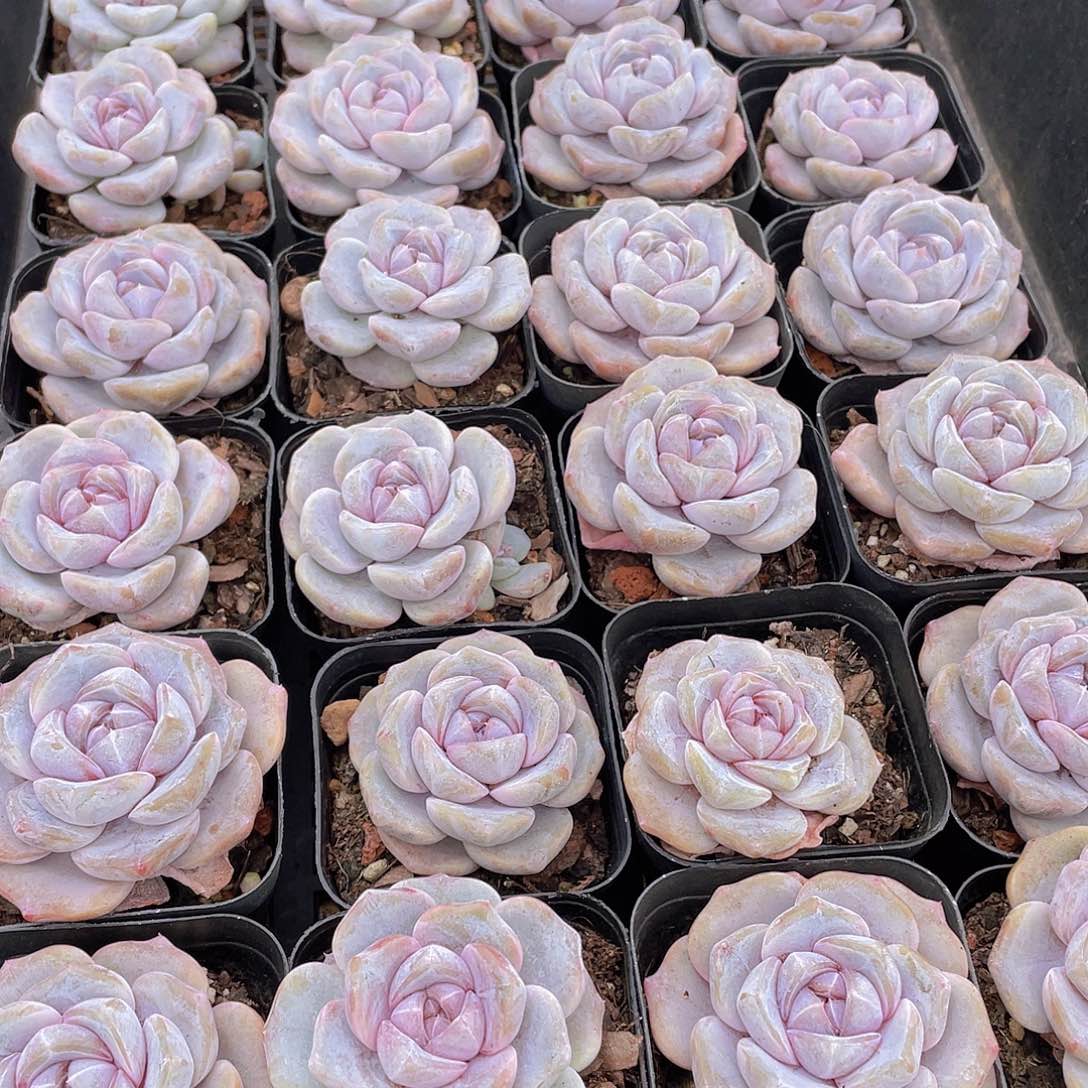 量拍9号 芋圆啵啵单头一个