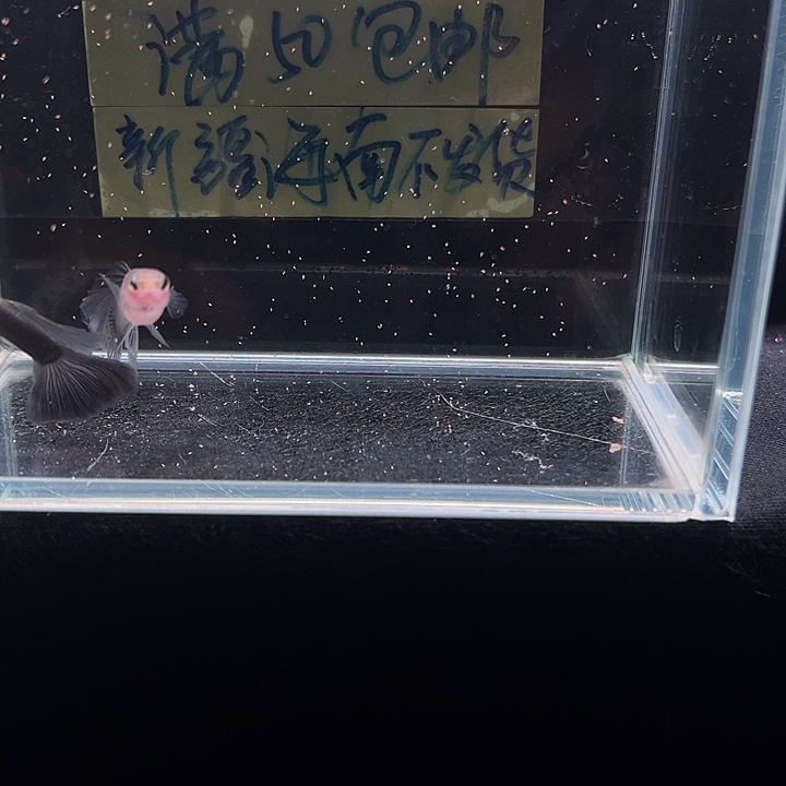 孔雀鱼蓝礼服花瓣