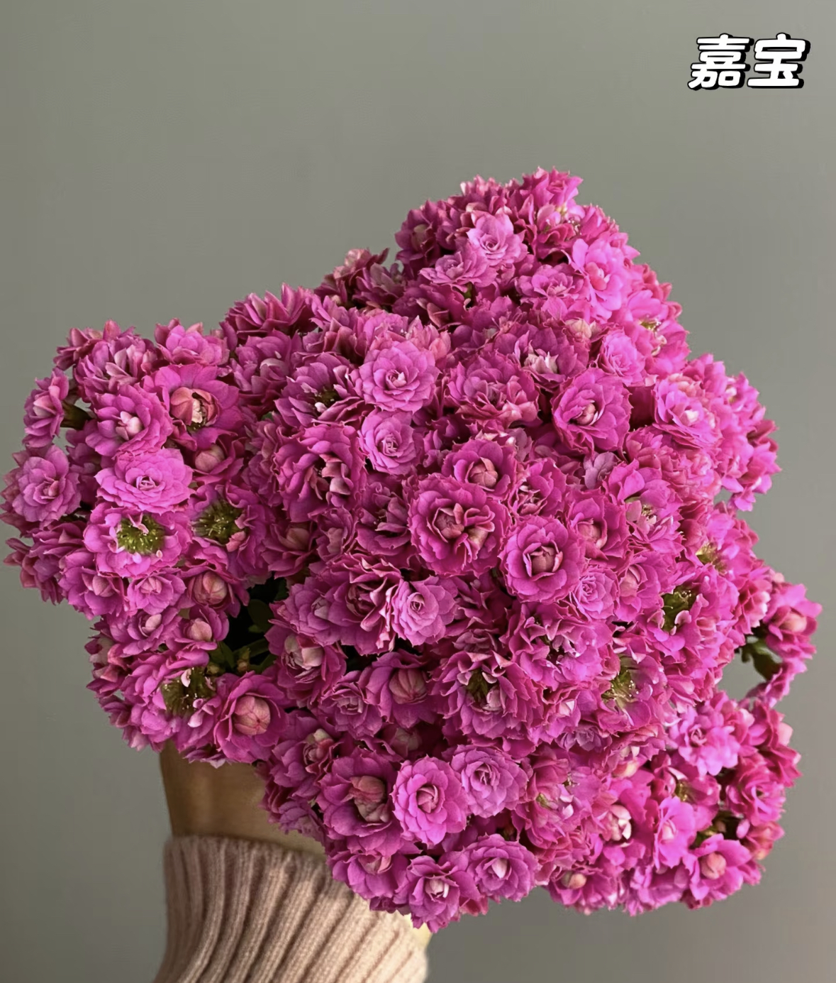 【嘉宝】130盆紫色（任意两单起发）