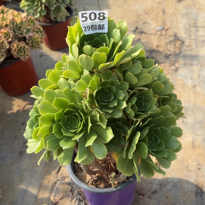 绿羊绒……多肉植物……