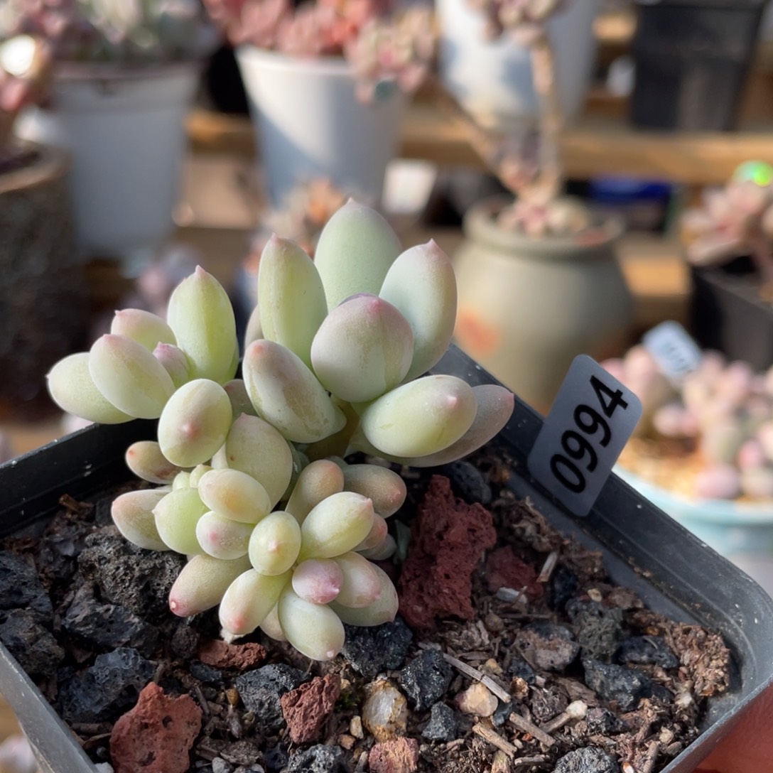 奶酪杂交多肉植物