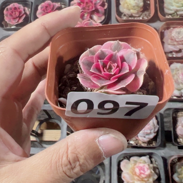 粉女巫精品多肉植物