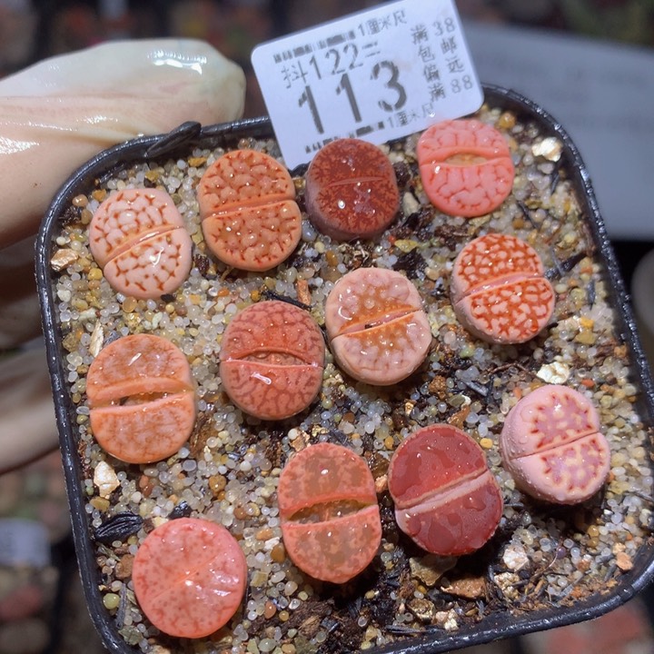 精品生石花122.113