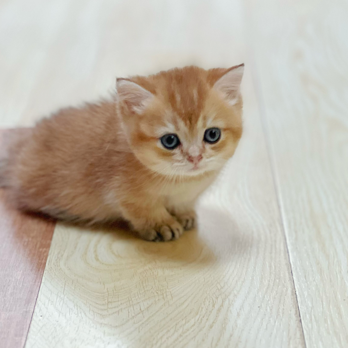 金渐层矮脚曼基康弟弟大眼可爱纯种宠物幼猫矮脚猫