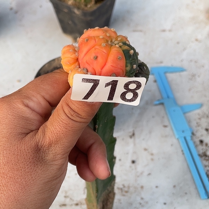 仙人球一棵718号兜