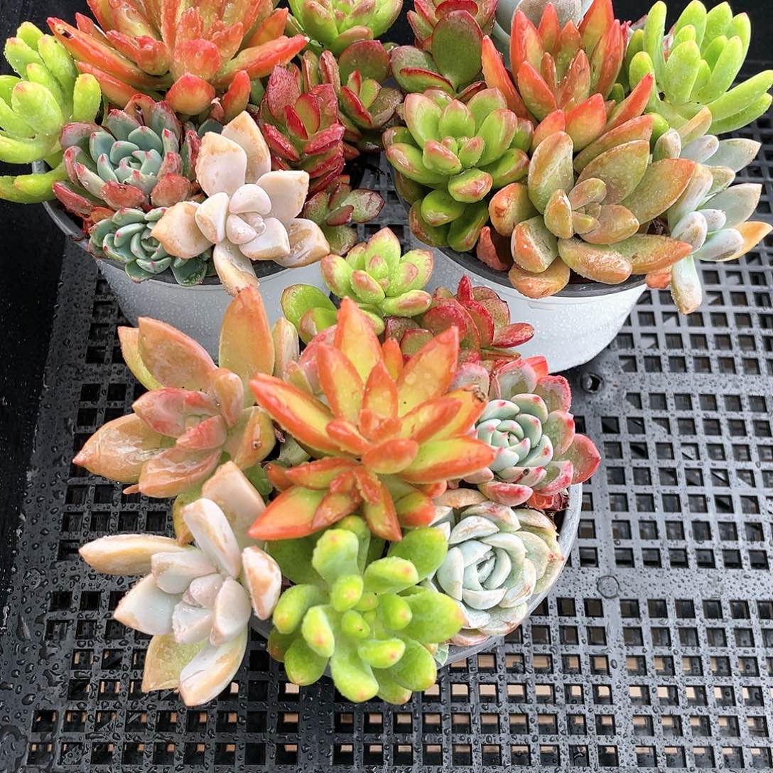 蚊一多七彩圆盆678一颗