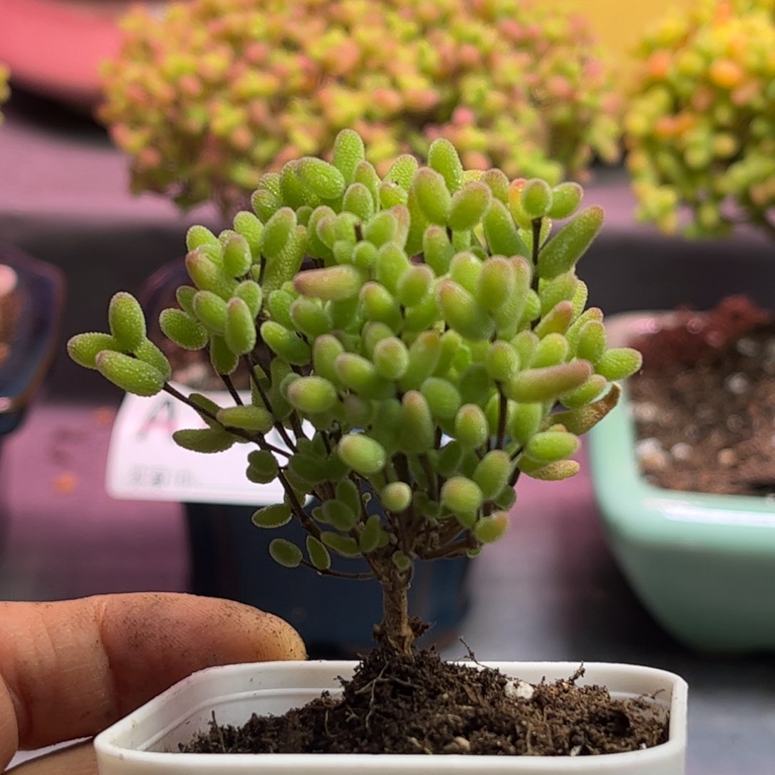 24蜜桔糖球优选枝干番杏