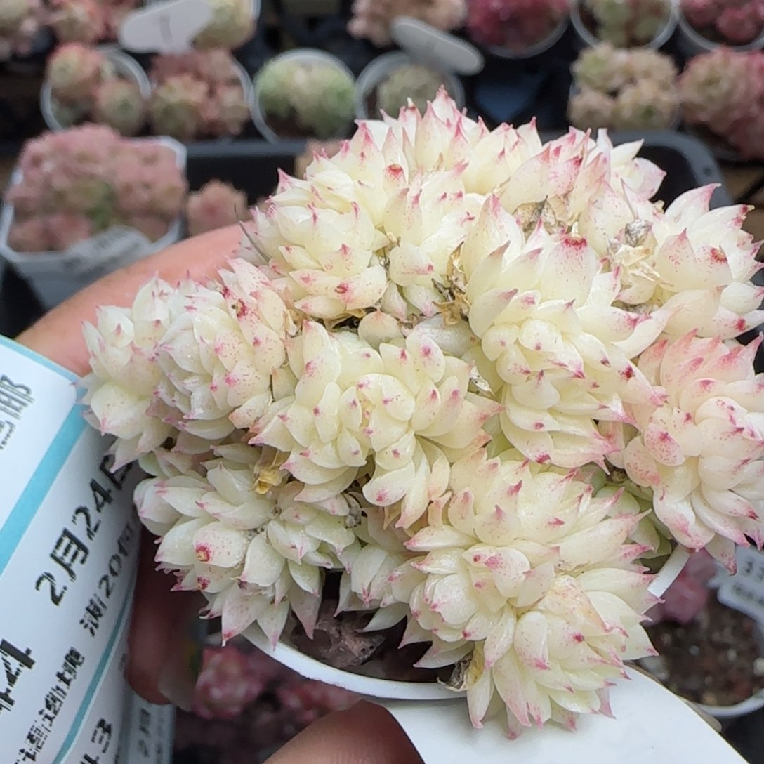 花语逸镜0224-340s