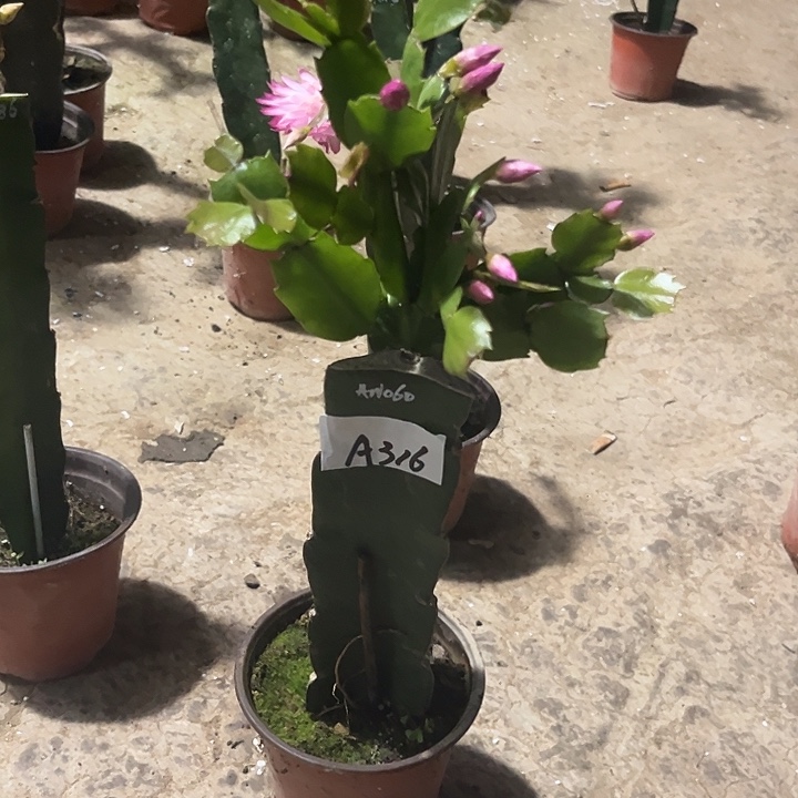 完全开放A316AN060