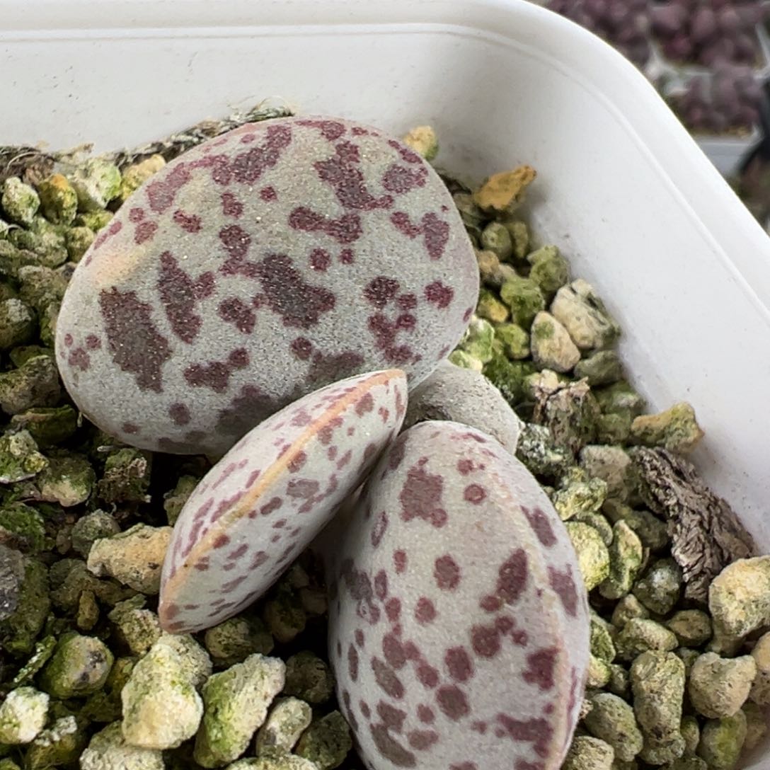 特价花蛋多肉植物水泡