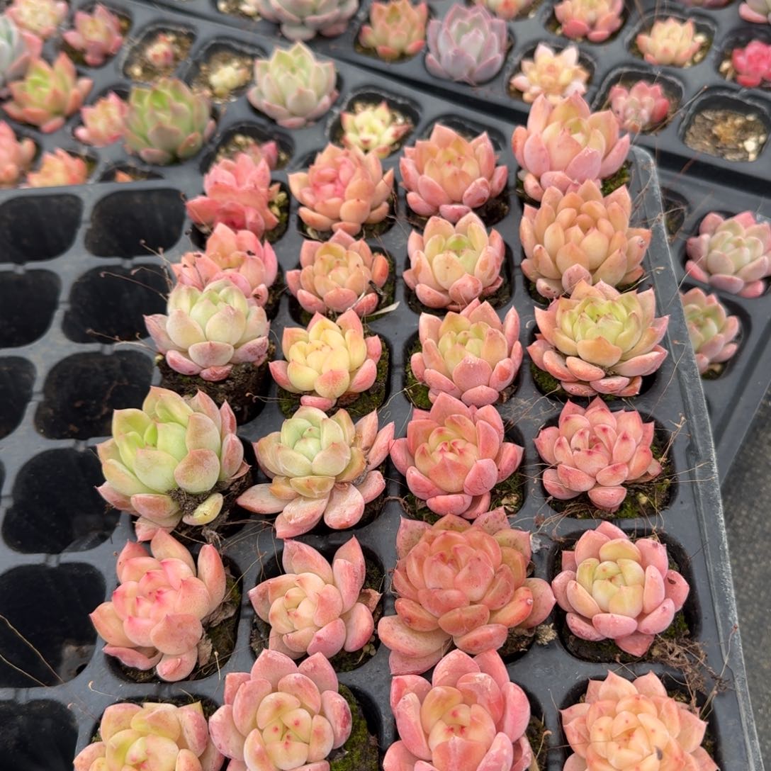 左四厚叶杂东云杂梦露二十四颗带穴盘发货28-7