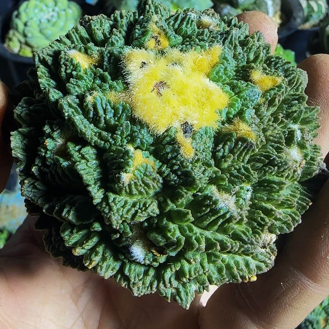 哥斯拉526萝卜根的