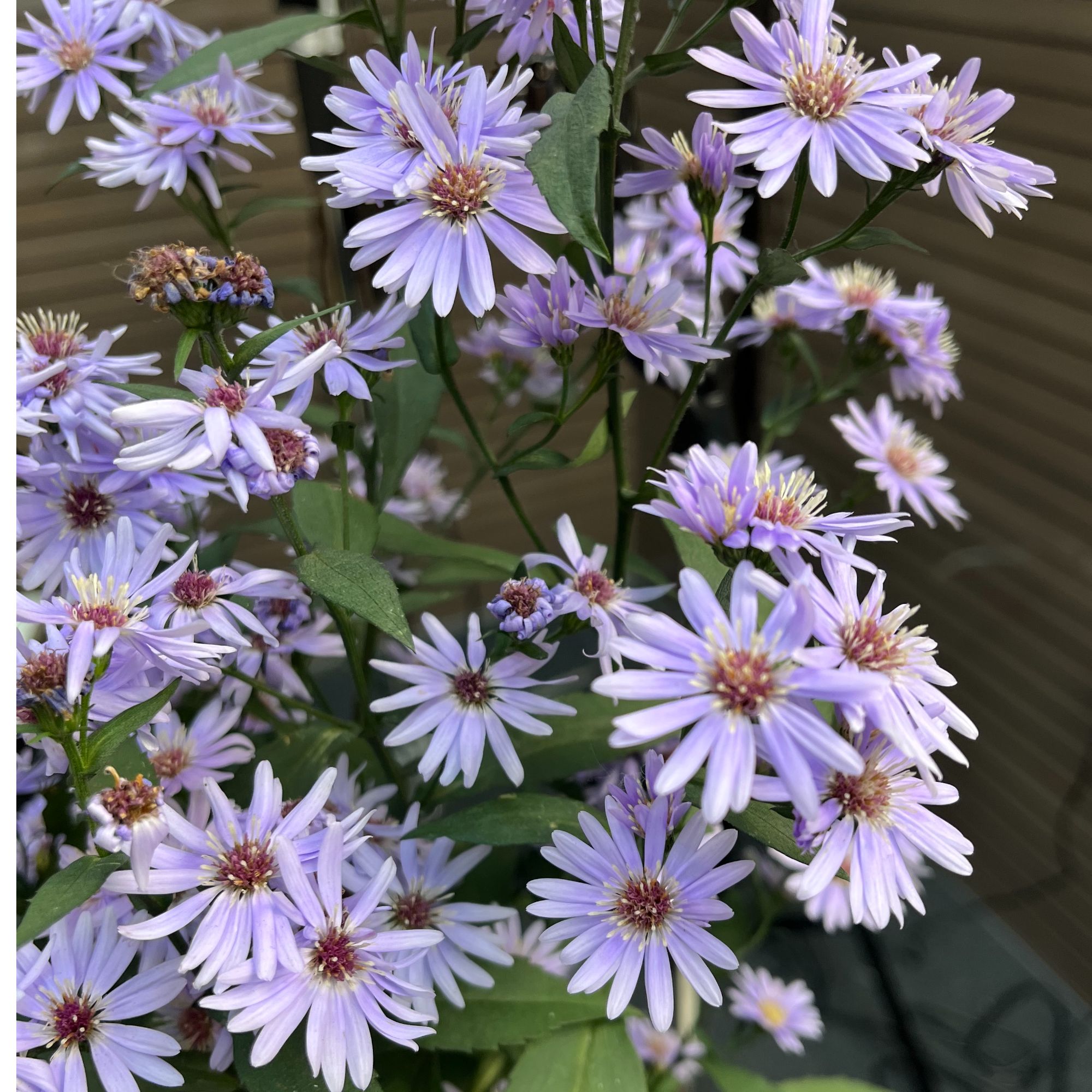小卡罗紫苑荷兰菊多年生宿根耐寒庭院阳台观赏花卉盆栽菊