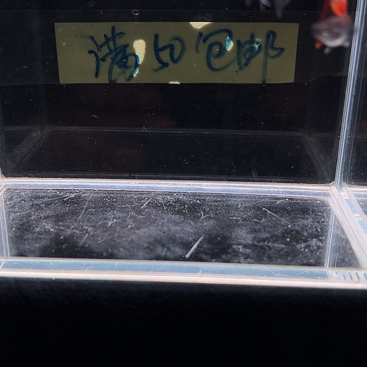 孔雀鱼莫斯科红尾