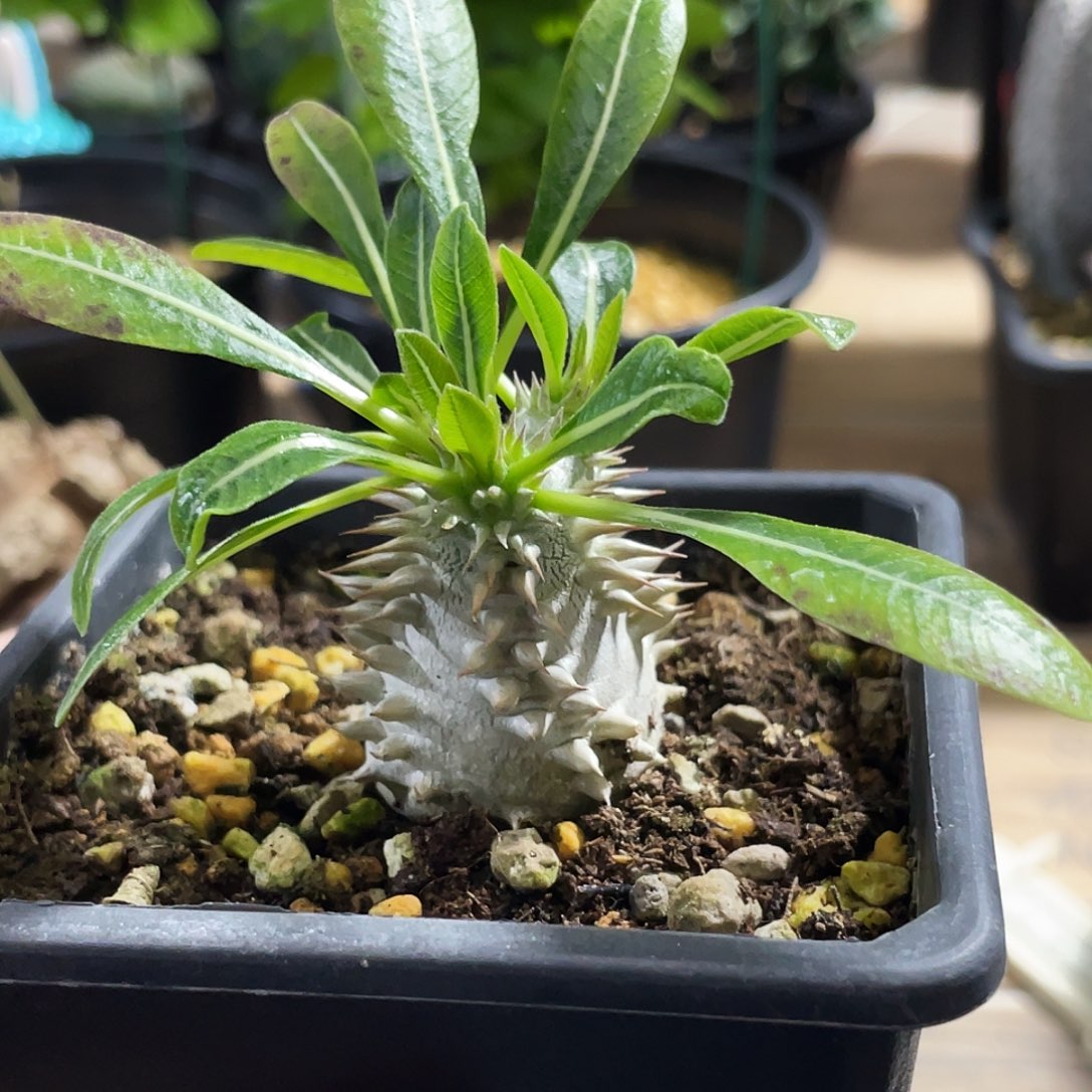 排刺黑666666666666