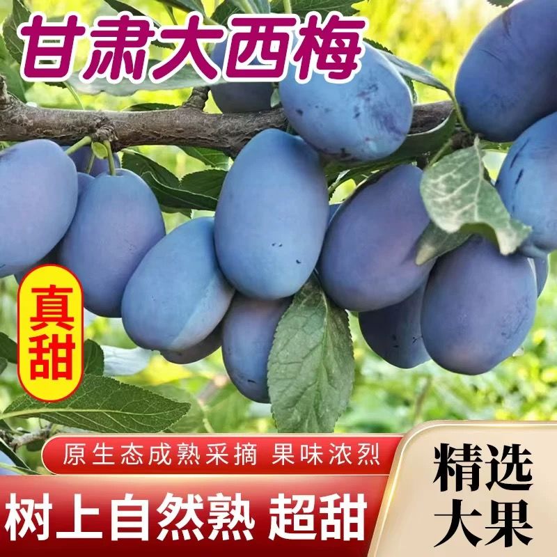 [丑小鸭专属]蓝蜜大西梅新鲜现摘应季水果酸甜可口饱满多汁孕妇