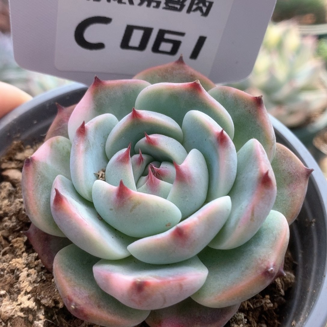 061锦锦锦锦锦锦锦