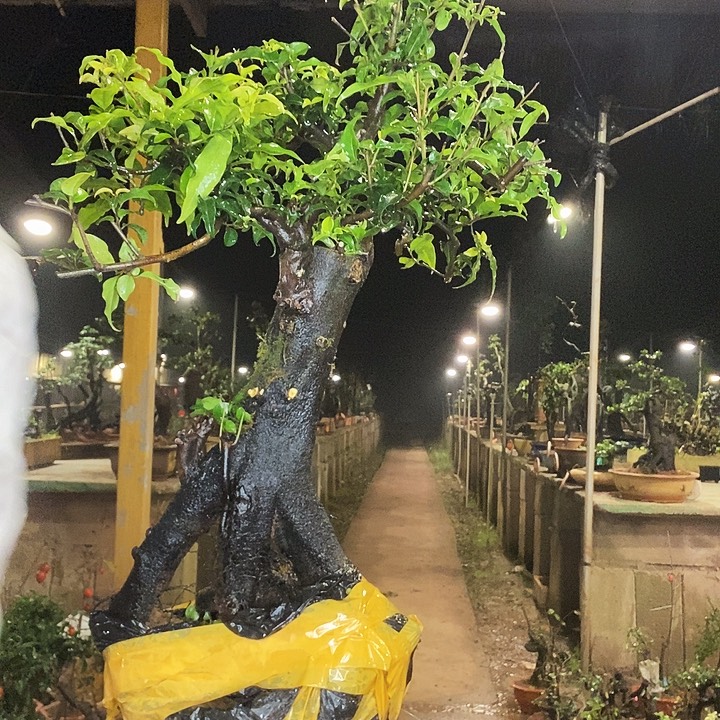 荏***鑫无花朵符合环保vv好爸爸