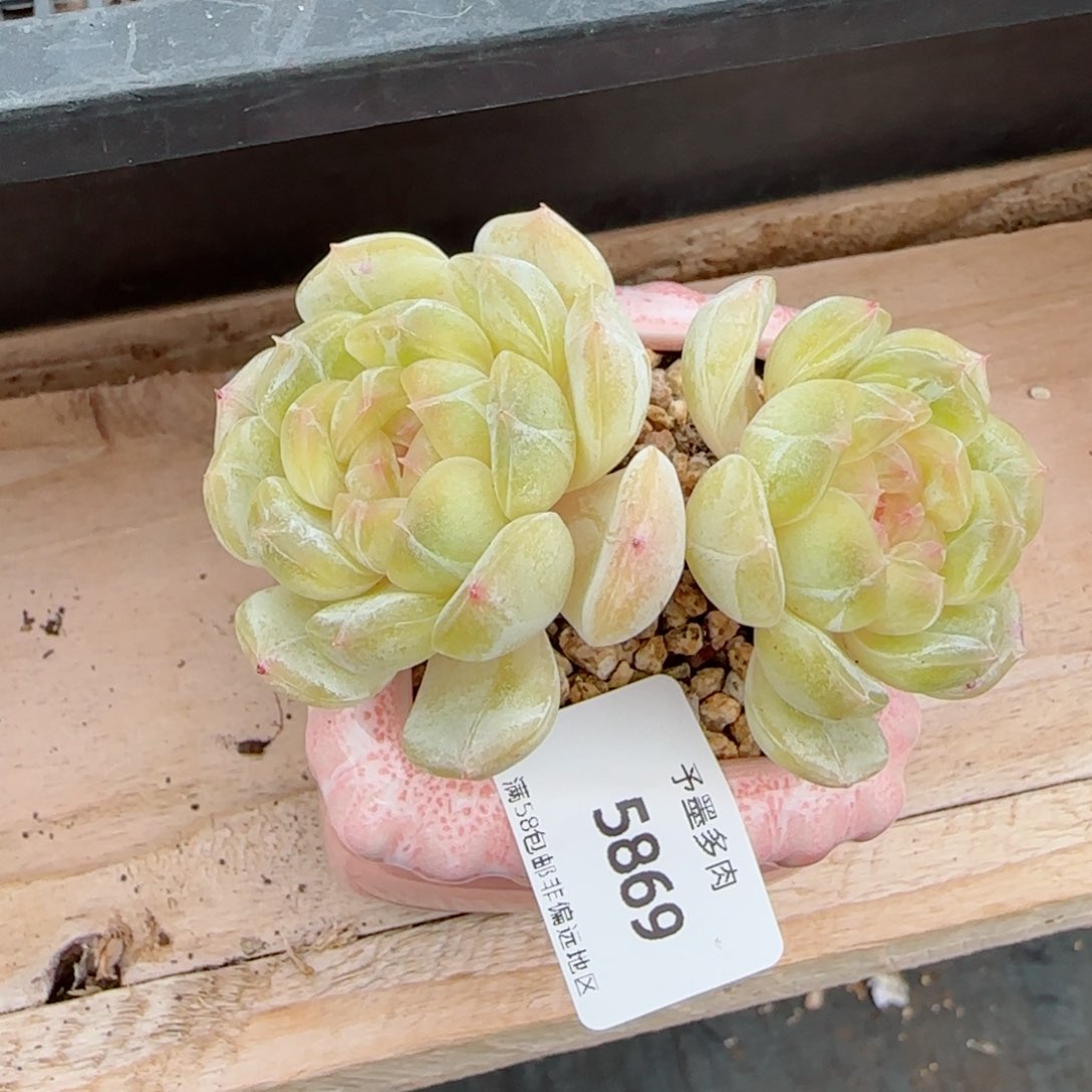 白恋，5869多肉植物