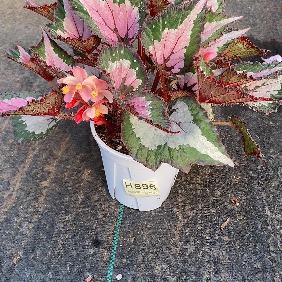 不开花植物花****猴秋海棠896